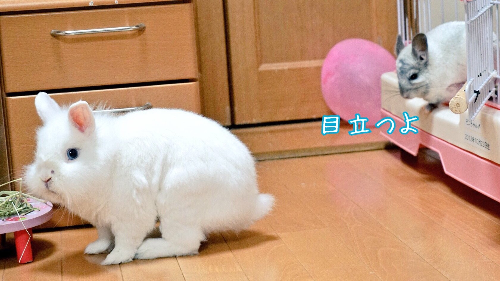 うさぎの鼻がハゲた 風船モコちゃんねる