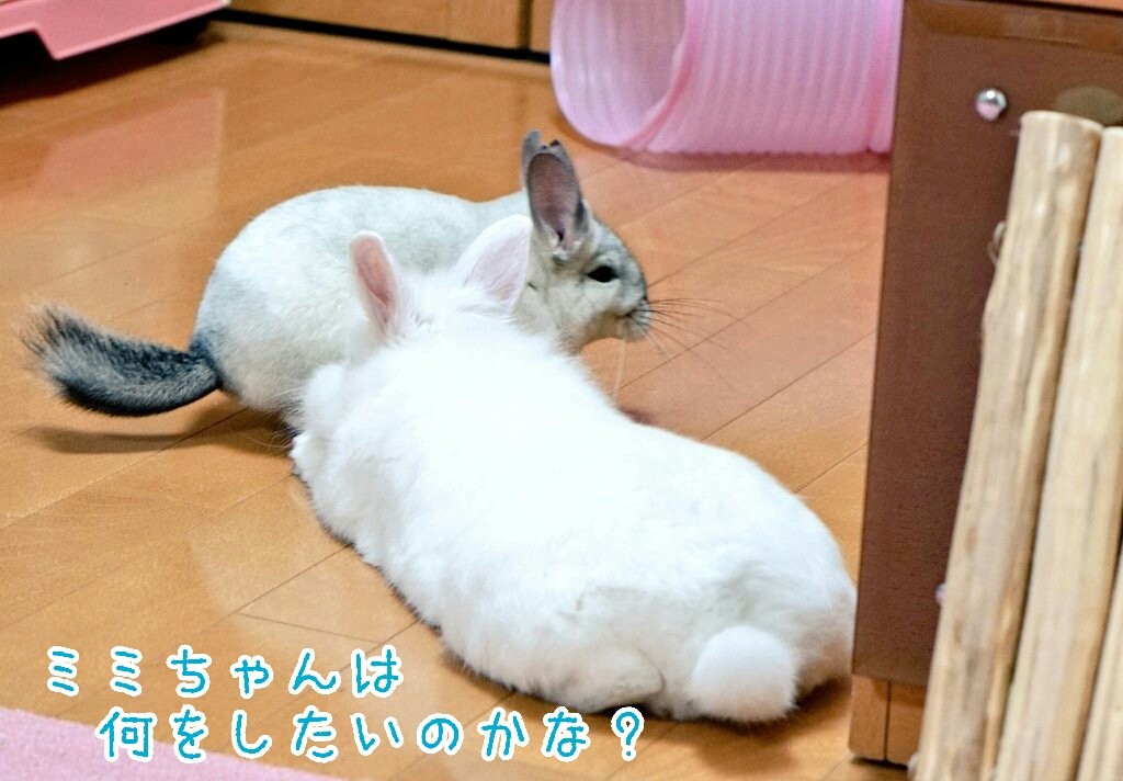 うさぎの背中に乗るチンチラの一部始終 風船モコちゃんねる