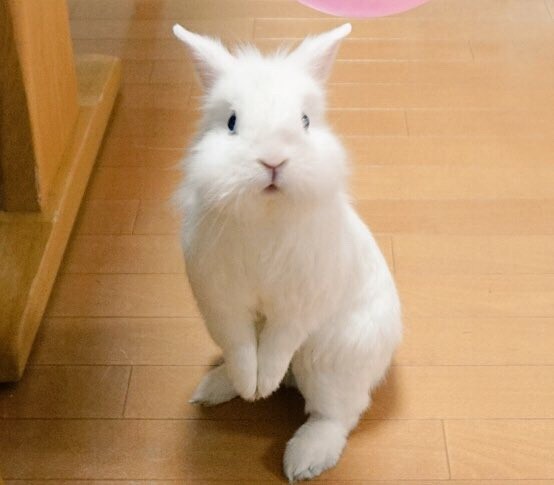 うさぎが立っている写真13枚 風船モコちゃんねる うさぎが立っている写真13枚 風船モコちゃんねる