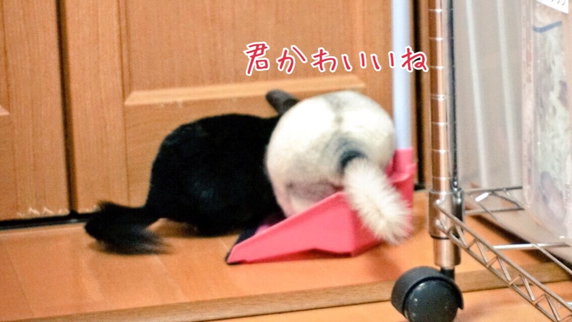 失恋 風船モコちゃんねる