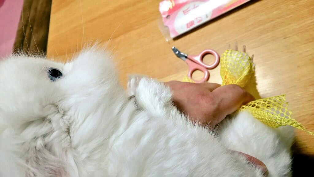 うさぎの爪とチンチラの足の裏 風船モコちゃんねる うさぎの爪とチンチラの足の裏 風船モコちゃんねる