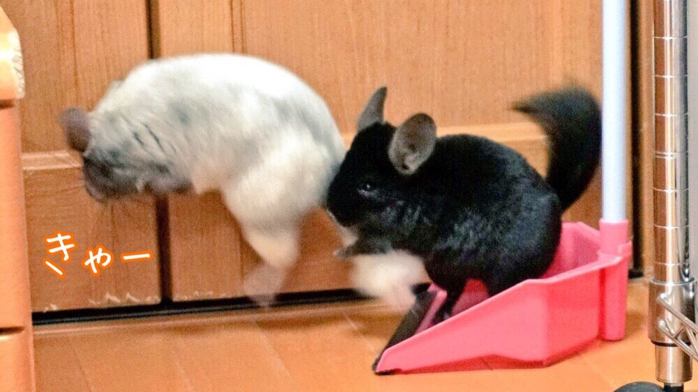 失恋 風船モコちゃんねる