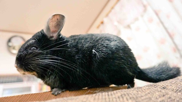 月組チンチラのクロ 風船モコちゃんねる