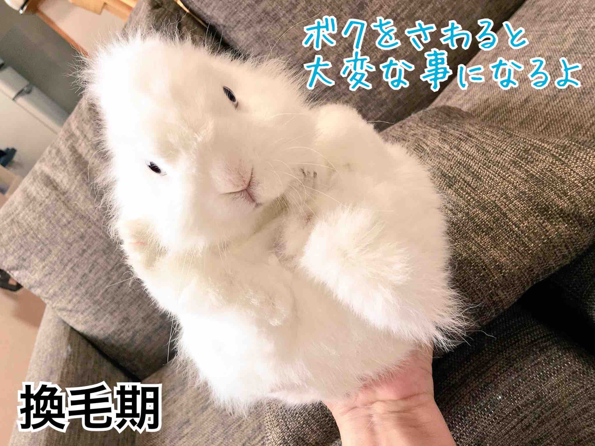 換毛期のうさぎ毛の手入れ 風船モコちゃんねる 換毛期のうさぎ毛の手入れ 風船モコちゃんねる