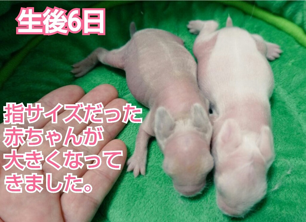 良く動くうさぎの赤ちゃん 風船モコちゃんねる