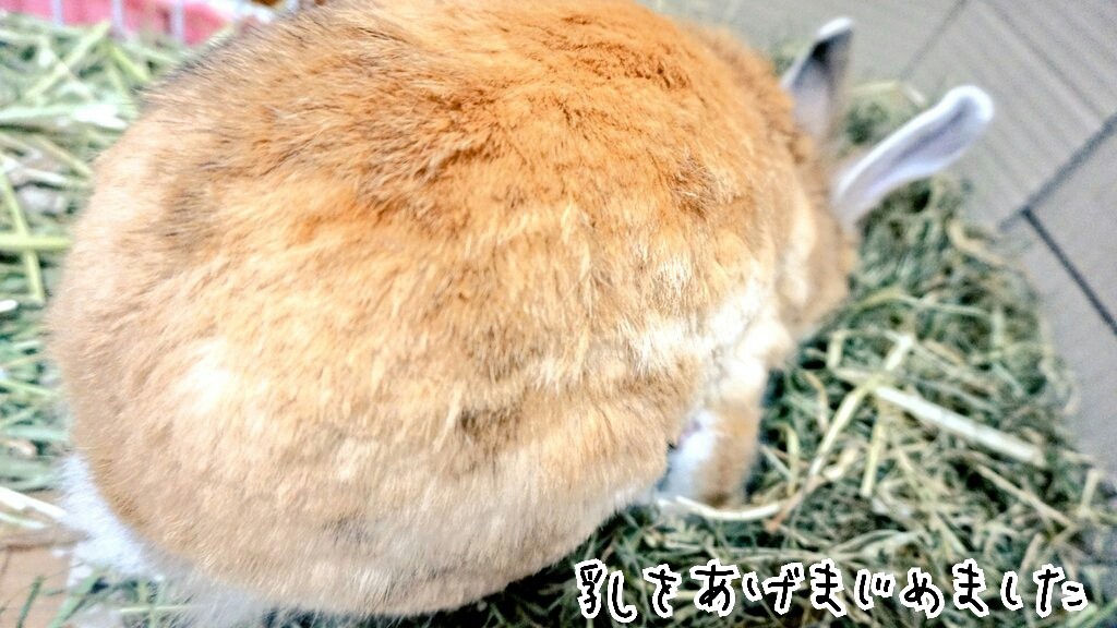良く動くうさぎの赤ちゃん 風船モコちゃんねる 良く動くうさぎの赤ちゃん 風船モコちゃんねる