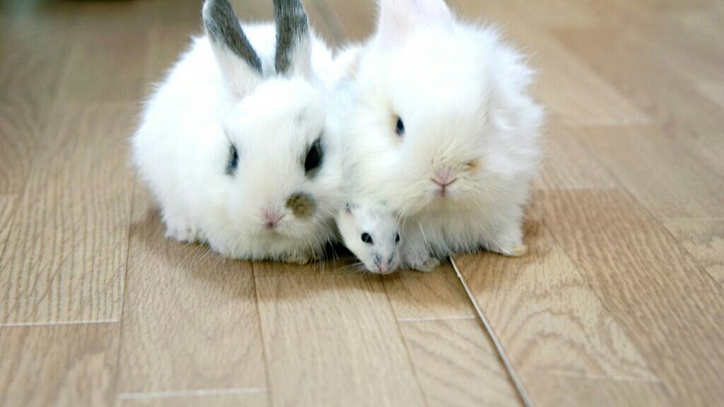 うさぎの赤ちゃんパパと初対面2 風船モコちゃんねる うさぎの赤ちゃんパパと初対面2 風船モコちゃんねる