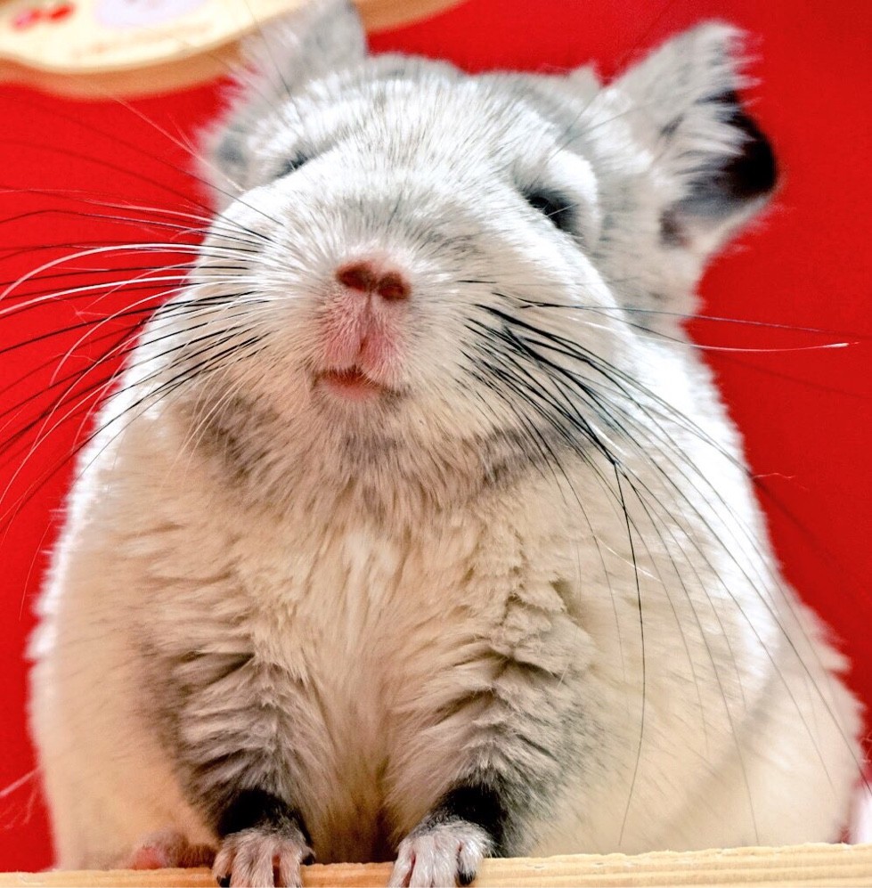 中ちゃん下からアングル 風船モコちゃんねる 中ちゃん下からアングル 風船モコちゃんねる