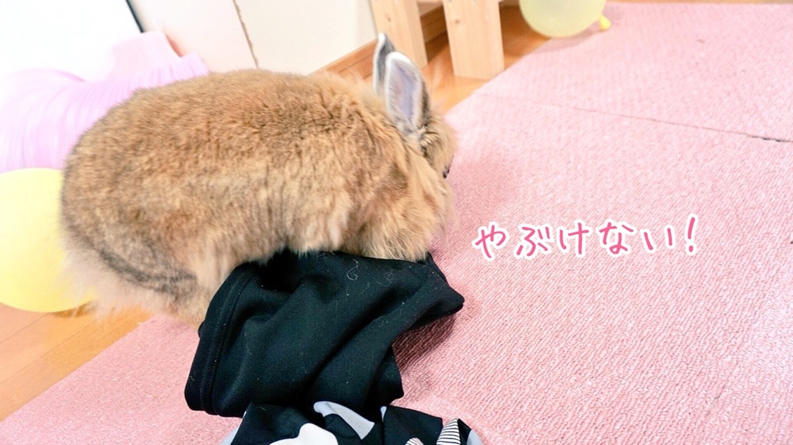 妊娠初期うさぎの行動 風船モコちゃんねる