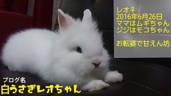 白うさぎレオちゃん