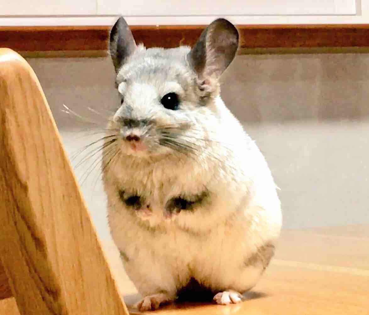 チンチラ大ちゃんと目が合う 風船モコちゃんねる