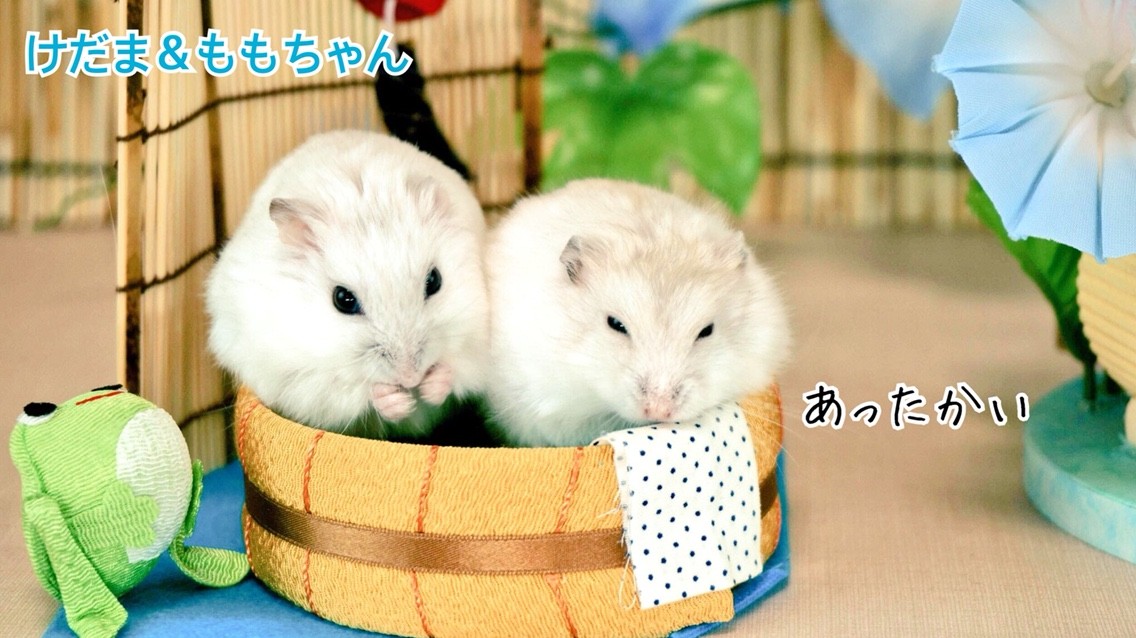ハムスター夏バージョン 風船モコちゃんねる
