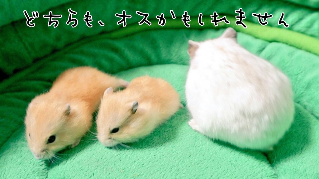 ハムスターの赤ちゃん性別 風船モコちゃんねる