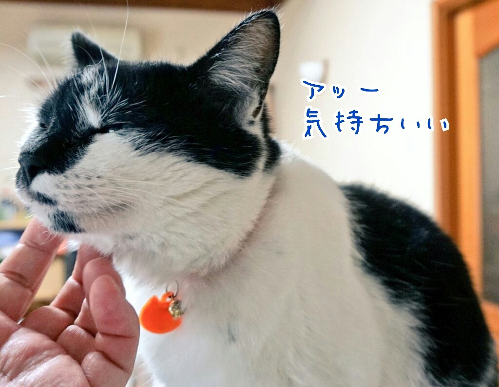 癒し動物とゆるい友達 風船モコちゃんねる 癒し動物とゆるい友達 風船モコちゃんねる