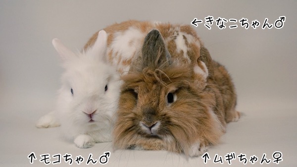 交尾 風船モコちゃんねる