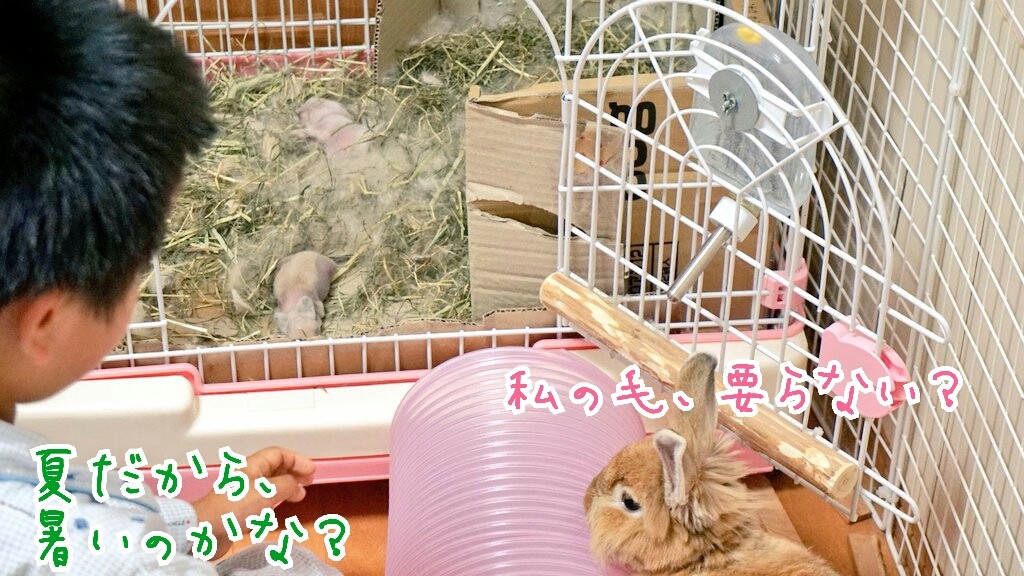うさぎ生後8日の赤ちゃん初映像 風船モコちゃんねる