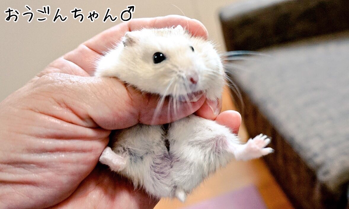 痩せているけど元気そう 風船モコちゃんねる