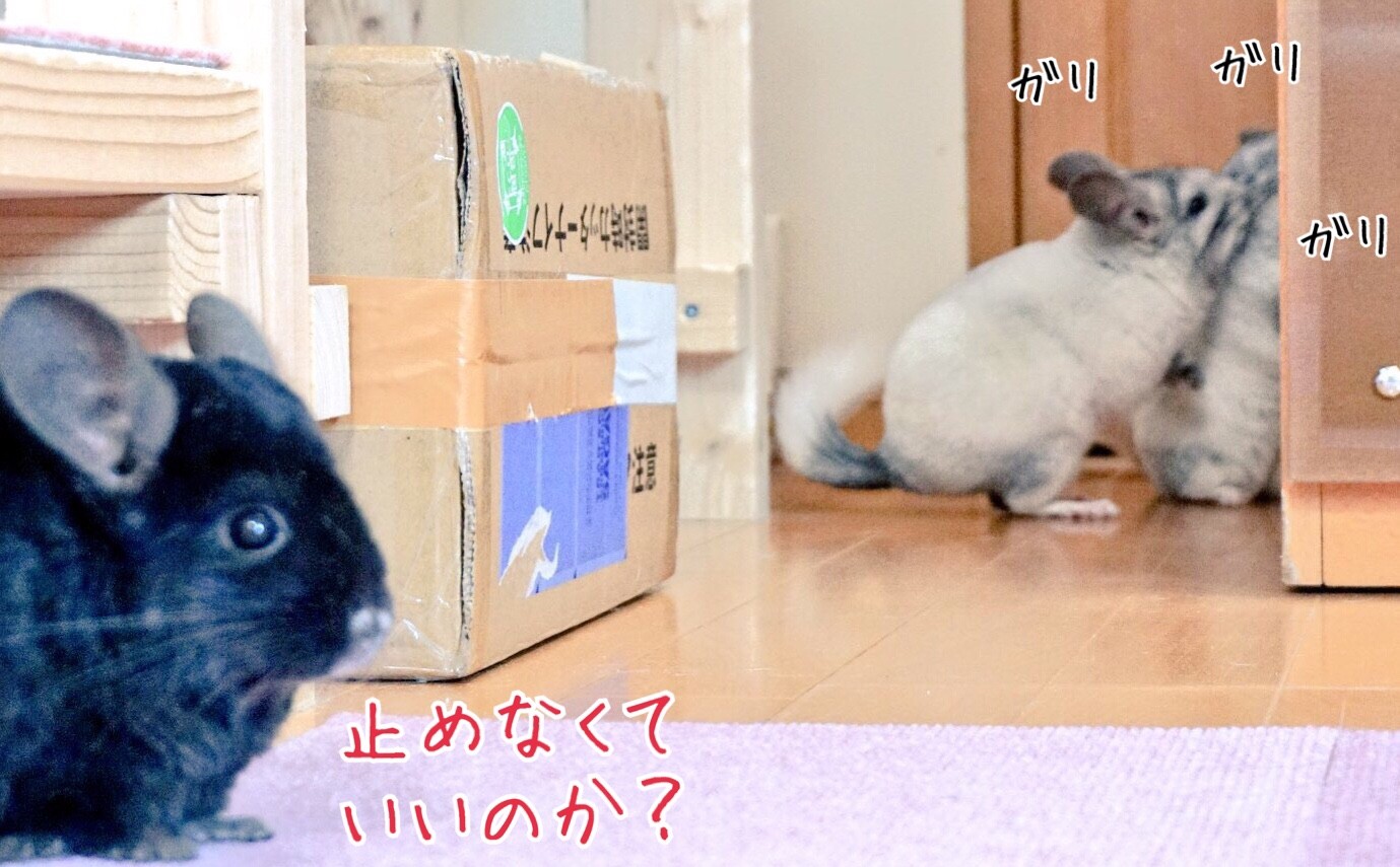 チンチラギャング今日も我が家を壊す 風船モコちゃんねる チンチラギャング今日も我が家を壊す 風船モコちゃんねる