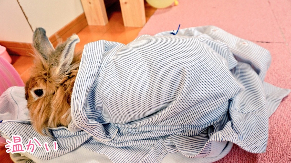 妊娠初期うさぎの行動 風船モコちゃんねる