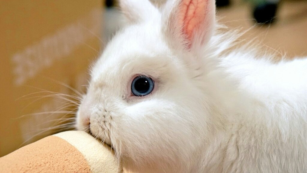 人間と楽しく遊ぶうさぎ 風船モコちゃんねる 人間と楽しく遊ぶうさぎ 風船モコちゃんねる
