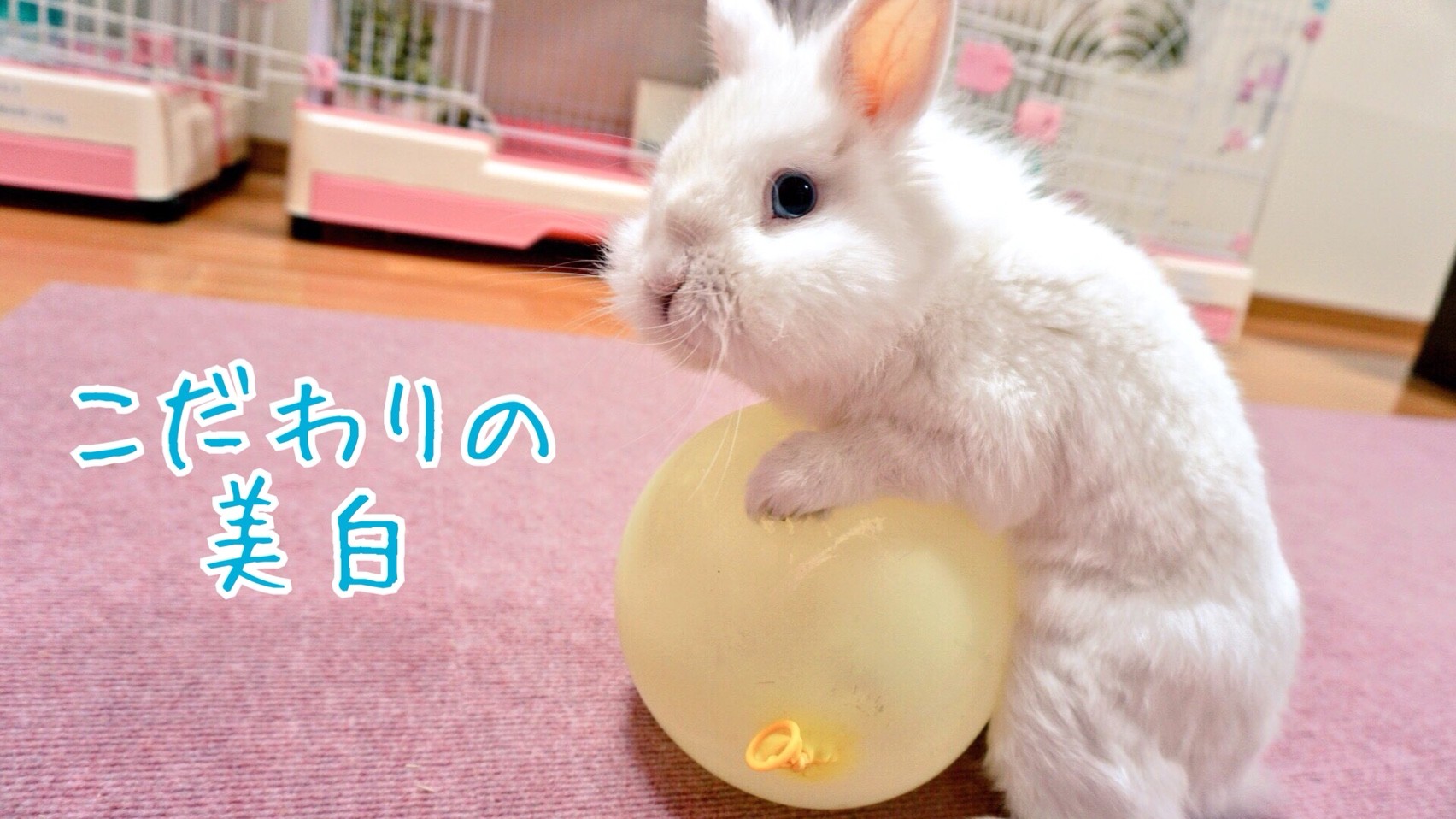 オシャレなうさぎ 風船モコちゃんねる