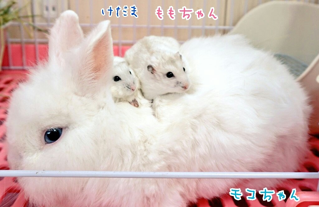 おとなしいうさぎとハムスター達 風船モコちゃんねる