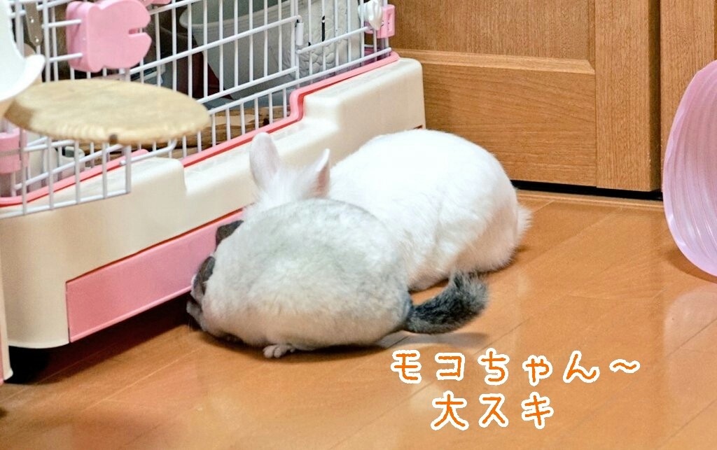 うさぎの背中に乗るチンチラの一部始終 風船モコちゃんねる