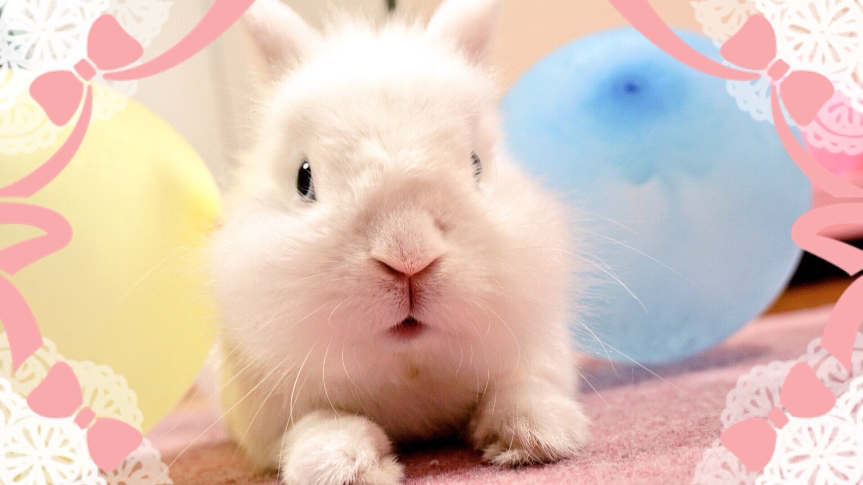 2軒のペットショップに行ってきました 風船モコちゃんねる