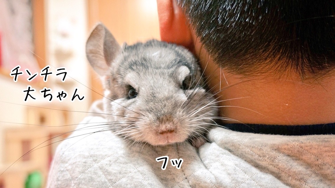 チンチラ大ちゃんふわふわです 風船モコちゃんねる チンチラ大ちゃんふわふわです 風船モコちゃんねる