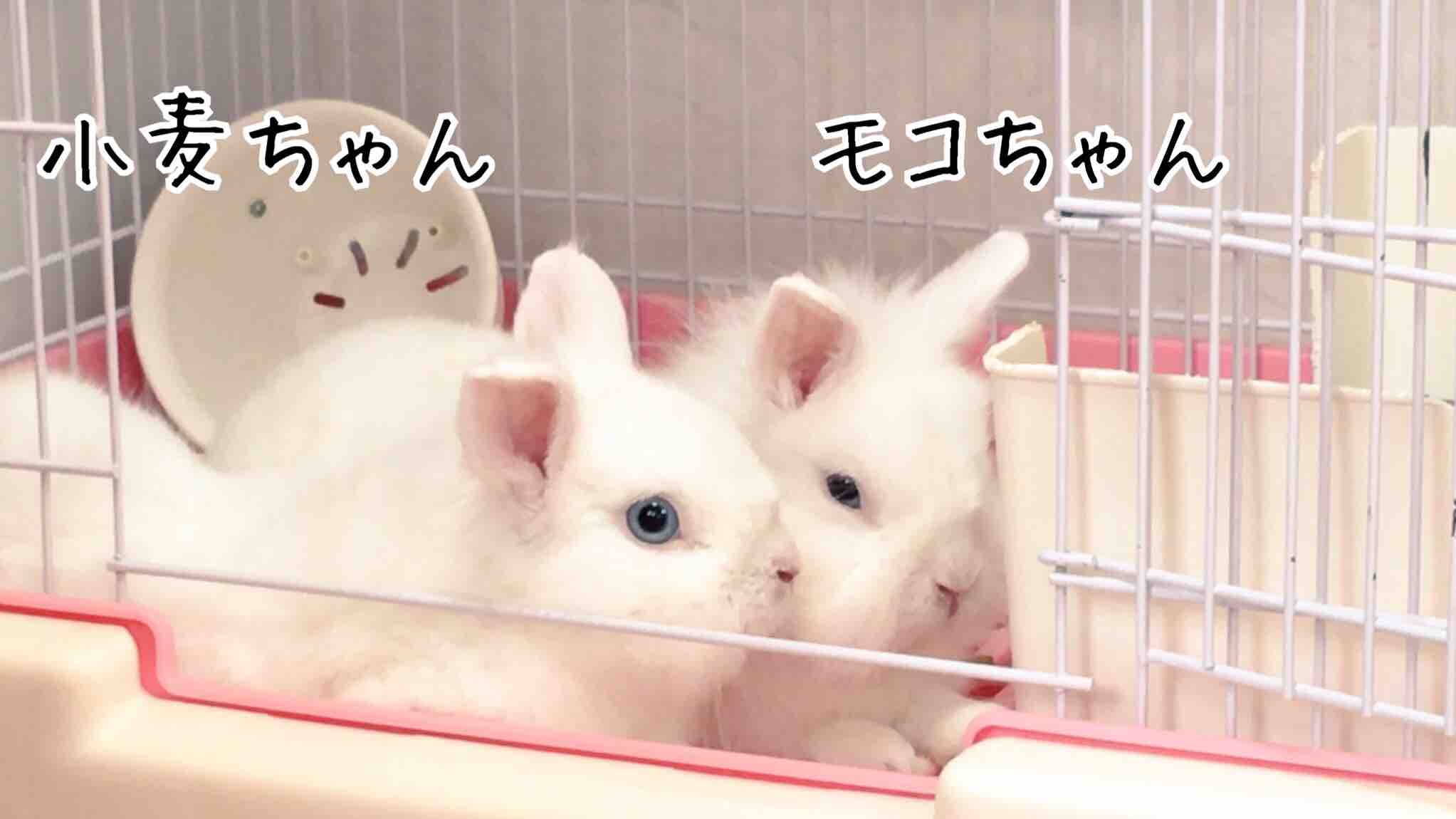 うさぎ雄同士仲良くできることもあります 風船モコちゃんねる うさぎ雄同士仲良くできることもあります 風船モコちゃんねる