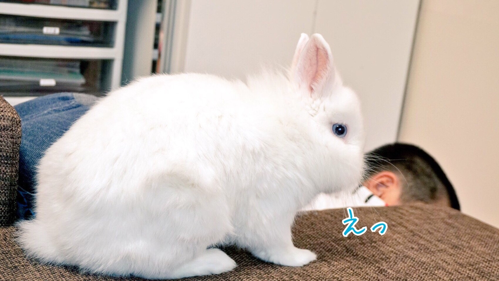 うさぎと気持ちが通じ合う仲 風船モコちゃんねる