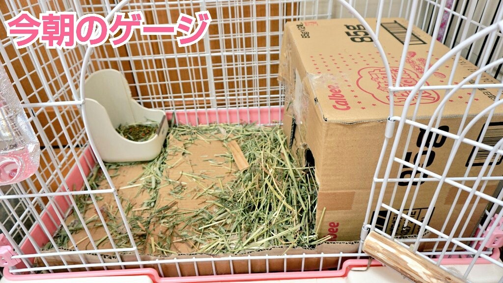 うさぎ妊娠中産後の体重 風船モコちゃんねる