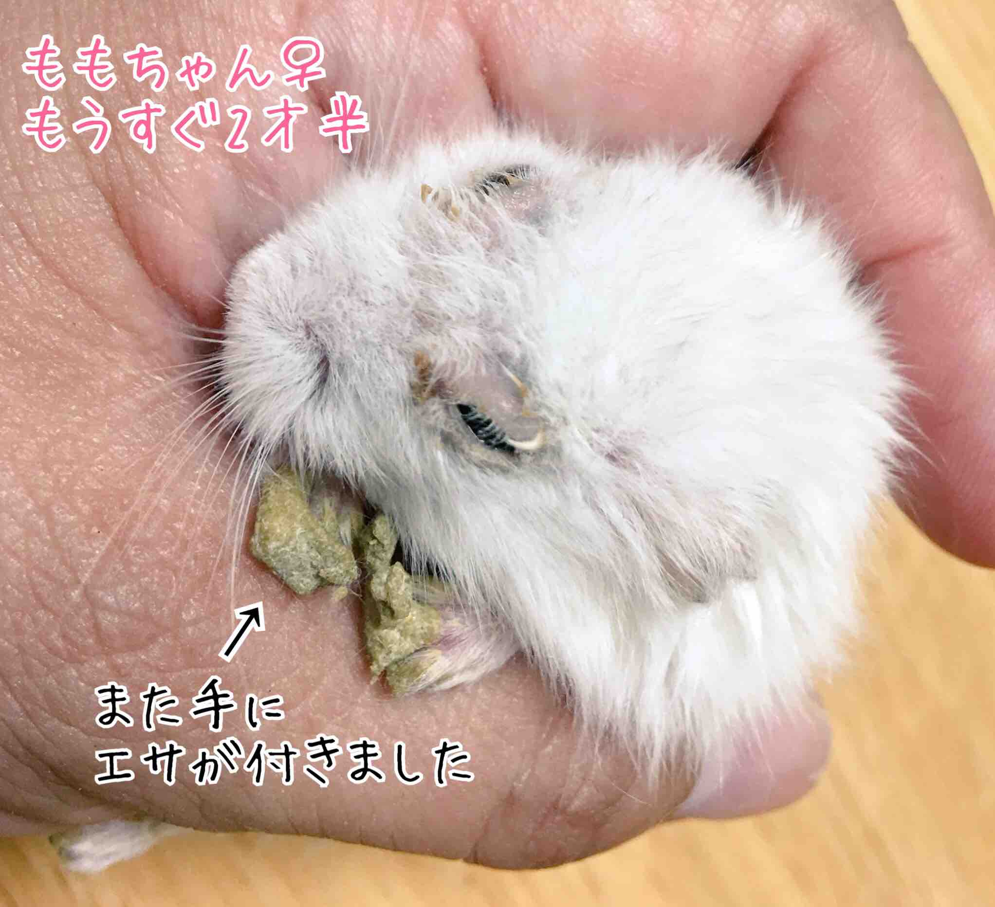 年寄りハムスターの介護 風船モコちゃんねる