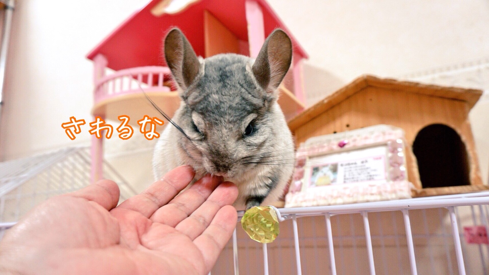 チンチラの目の前に手を出したら 風船モコちゃんねる