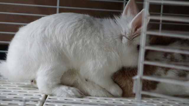 うさぎ臨月の奥さんと再会 風船モコちゃんねる