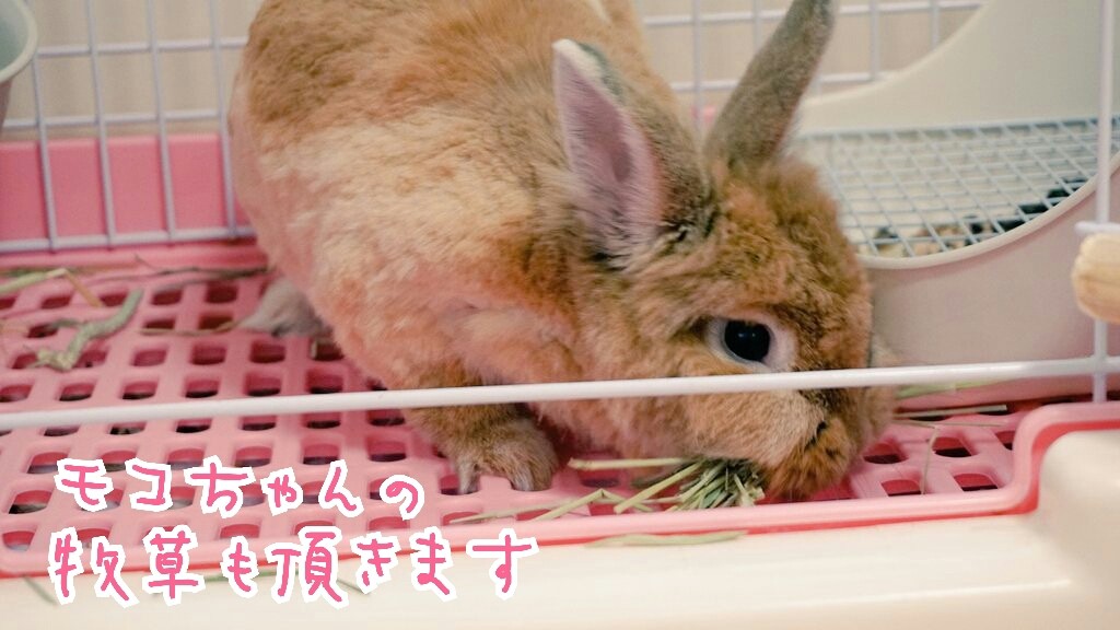 うさぎ出産予定日1週間前巣作り開始 風船モコちゃんねる