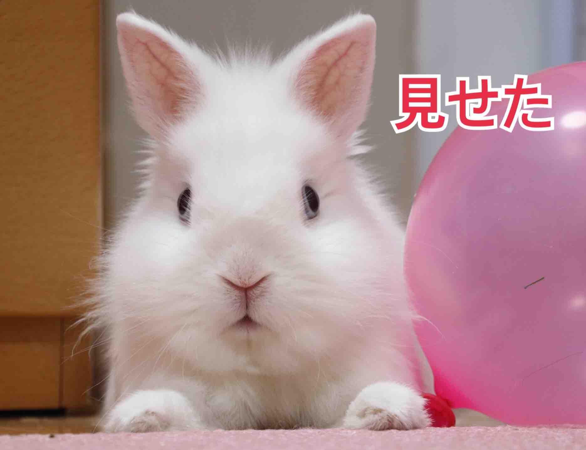 家のうさぎに風船を見せると目が大きくなる 風船モコちゃんねる 家のうさぎに風船を見せると目が大きくなる 風船モコちゃんねる