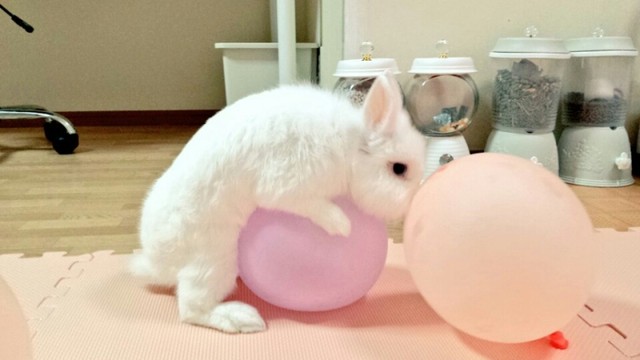 うさぎが結膜炎になりました 風船モコちゃんねる うさぎが結膜炎になりました 風船モコちゃんねる