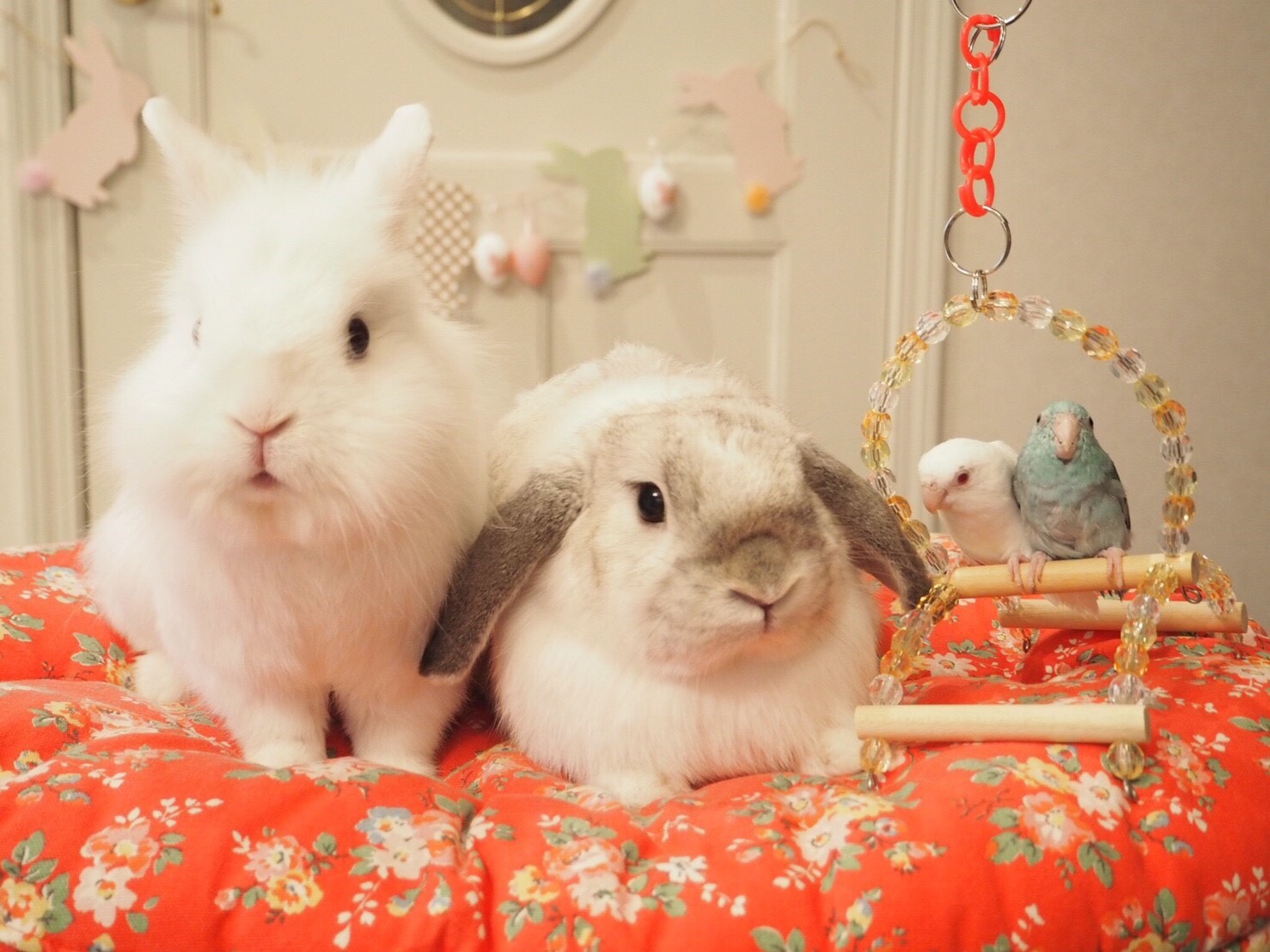 うさぎのかわいい写真 小鳥とうさぎ 風船モコちゃんねる うさぎのかわいい写真 小鳥とうさぎ 風船モコちゃんねる