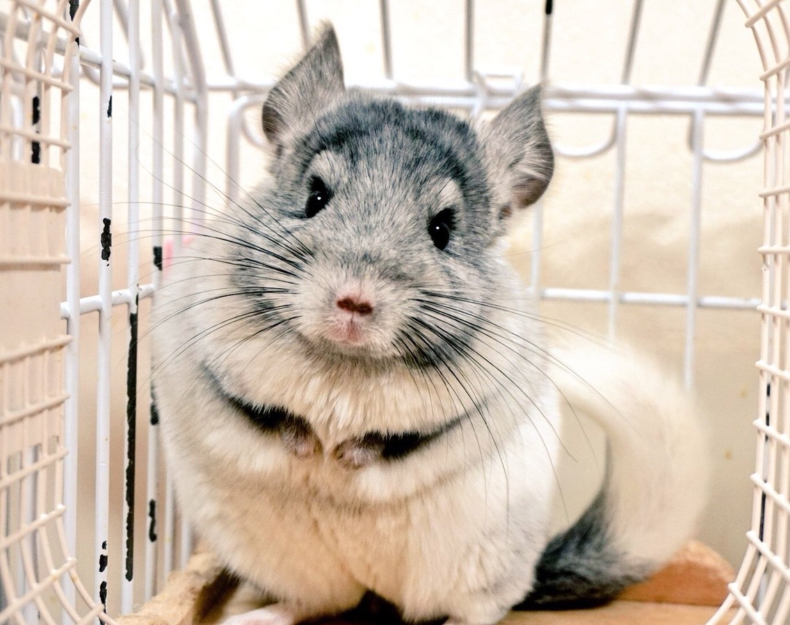 チンチラ中ちゃんのかわいい姿 風船モコちゃんねる チンチラ中ちゃんのかわいい姿 風船モコちゃんねる