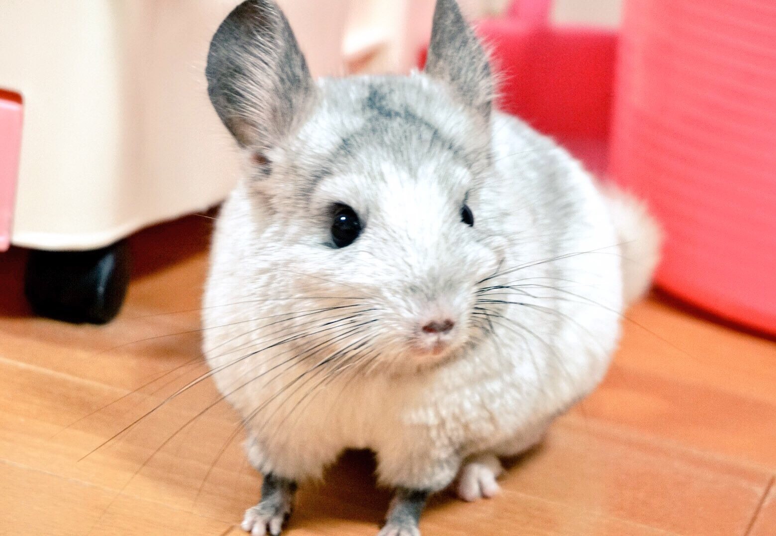 チンチラ中ちゃんが甘える 風船モコちゃんねる