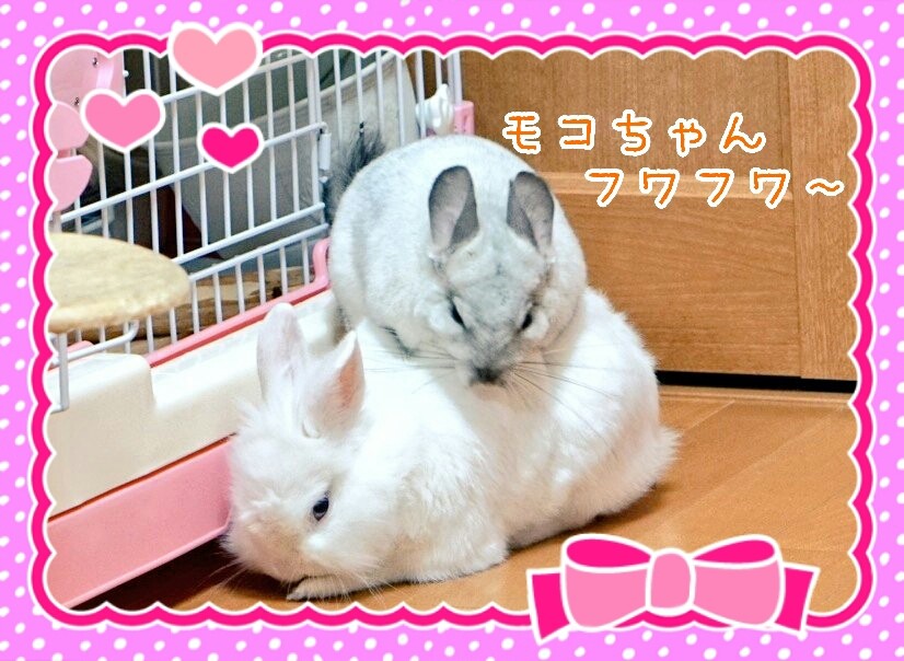 うさぎの背中に乗るチンチラの一部始終 風船モコちゃんねる うさぎの背中に乗るチンチラの一部始終 風船モコちゃんねる