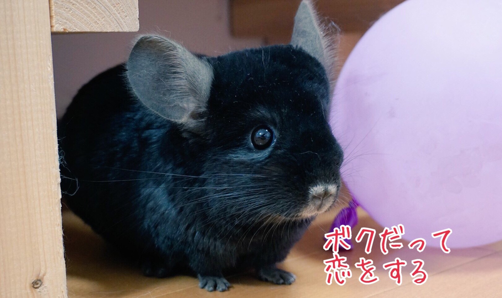 失恋 風船モコちゃんねる 失恋 風船モコちゃんねる