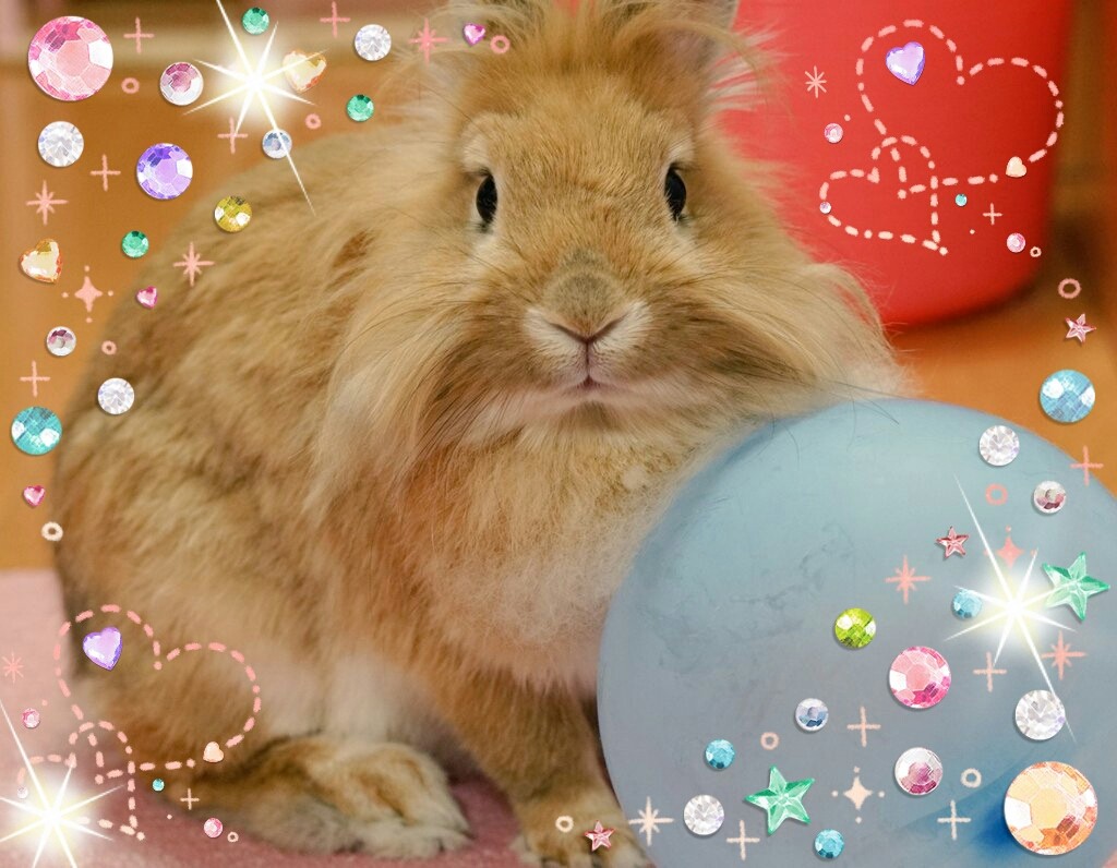 うさぎムギちゃんの魅力 風船モコちゃんねる