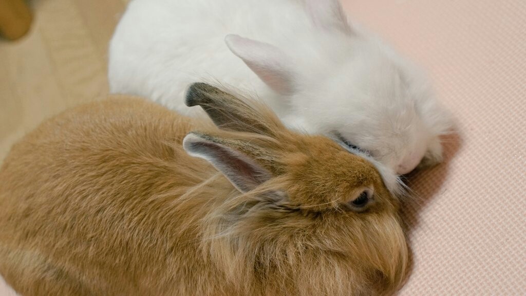 うさぎのマッサージ 風船モコちゃんねる うさぎのマッサージ 風船モコちゃんねる