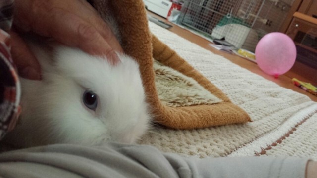 うさぎのやわらかいウ コ 風船モコちゃんねる