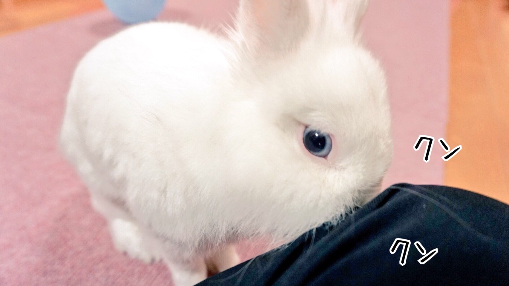 2軒のペットショップに行ってきました 風船モコちゃんねる