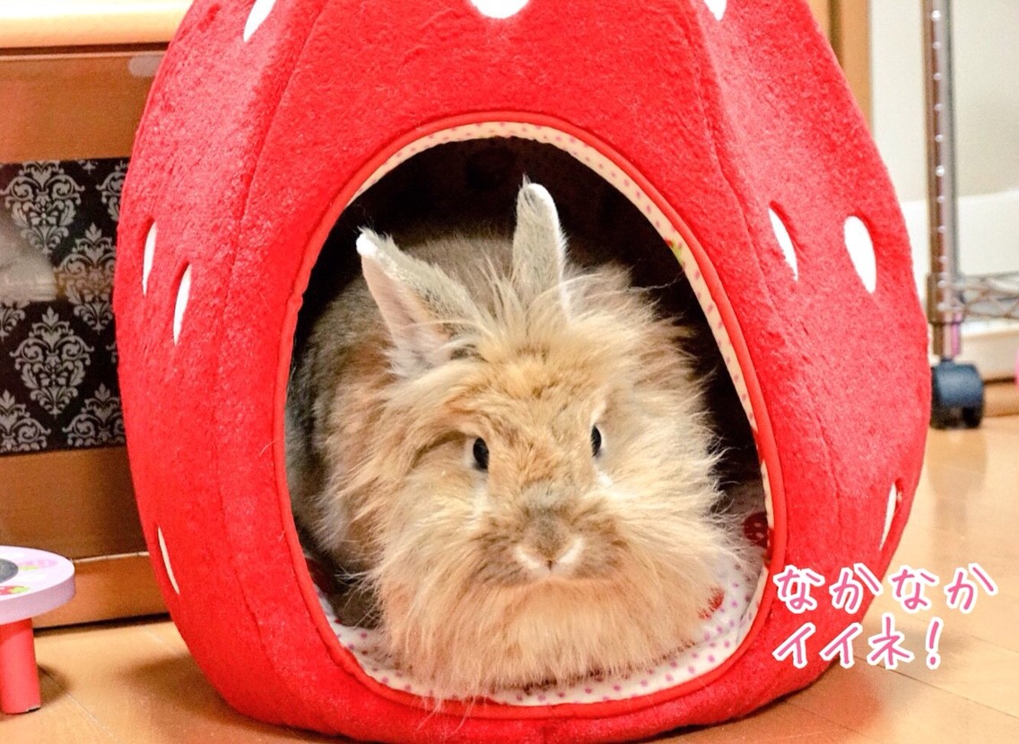 うさぎダイエット中 エサ見つけたよ 風船モコちゃんねる