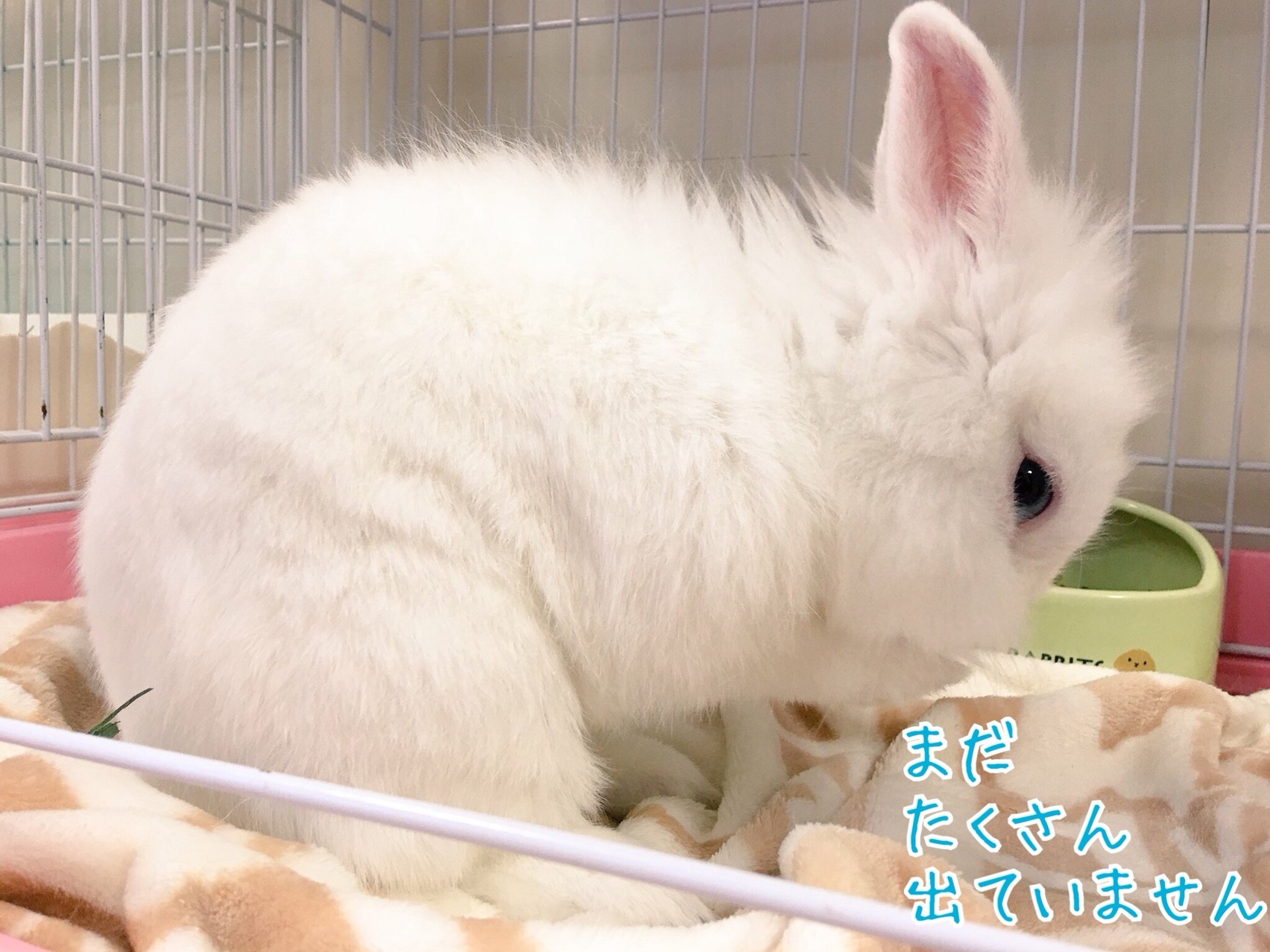 うさぎ糞出ない病院に行く 風船モコちゃんねる うさぎ糞出ない病院に行く 風船モコちゃんねる