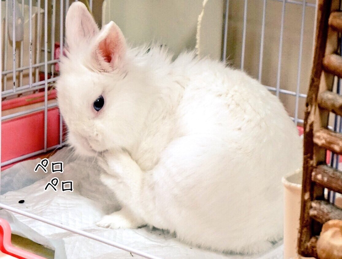うさぎなのに生野菜が嫌い 風船モコちゃんねる うさぎなのに生野菜が嫌い 風船モコちゃんねる